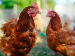 Bird Flu (Avian Influenza) and You – How Shelters Should Manage Birds During HPAI Outbreaks