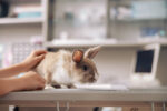 There’s No Such Thing As An Ugly Bunny! Rabbit Spay and Neuter Pearls