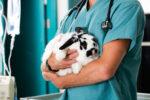 Rabbit Hemorrhagic Disease: What Shelter Practitioners Need to Know