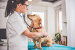 ‘Hacking’ Kennel Cough: Shelter Medicine Insights for our Canine Respiratory Woes