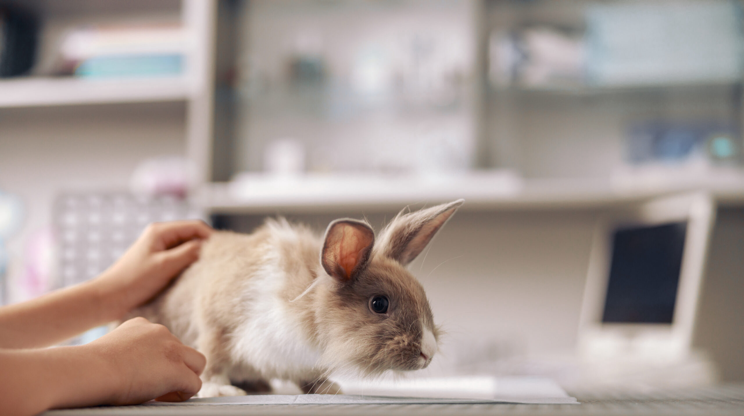 Undistinguishable person petting a rabbit on a table